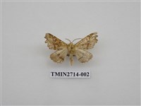 藏品(尺蛾265)的圖片